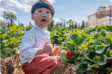 Tham quan, checkin miễn phí và hái dâu tại vườn !